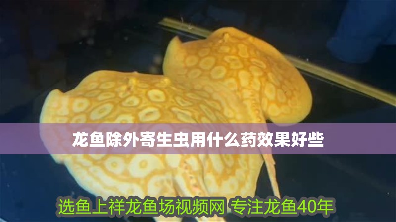 龍魚除外寄生蟲用什么藥效果好些