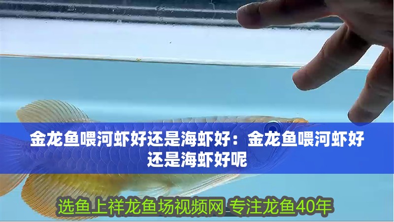 金龍魚喂河蝦好還是海蝦好：金龍魚喂河蝦好還是海蝦好呢