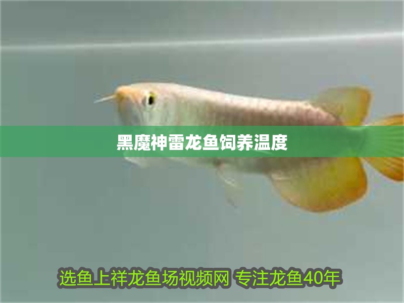 黑魔神雷龍魚飼養溫度