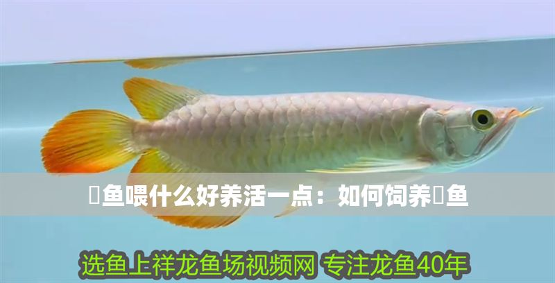 魟魚喂什么好養活一點：如何飼養魟魚