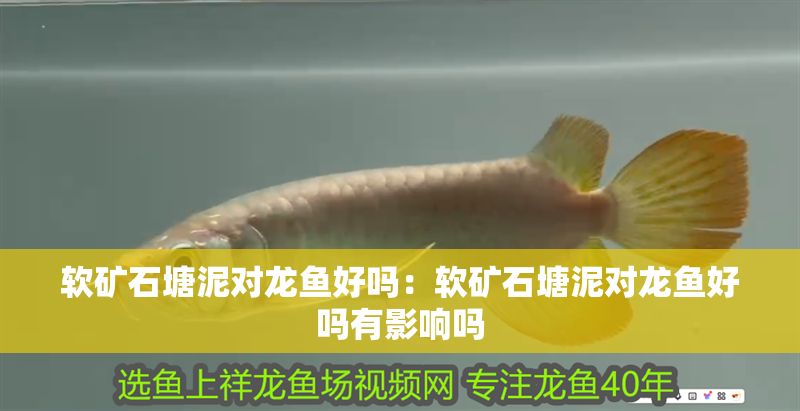 軟礦石塘泥對龍魚好嗎：軟礦石塘泥對龍魚好嗎有影響嗎