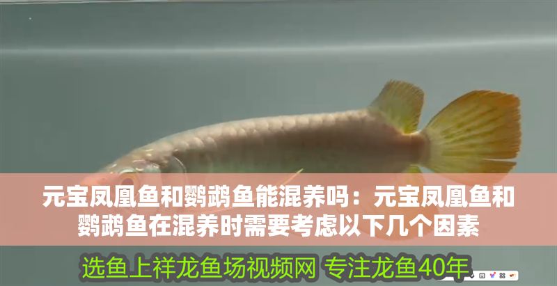 元寶鳳凰魚和鸚鵡魚能混養嗎：元寶鳳凰魚和鸚鵡魚在混養時需要考慮以下幾個因素