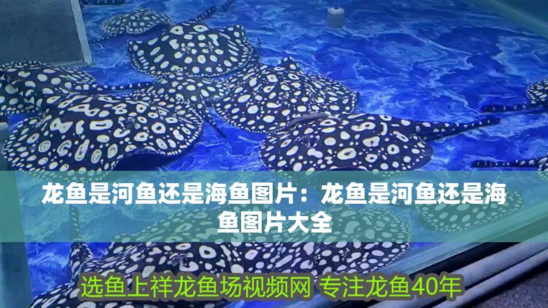 龍魚是河魚還是海魚圖片：龍魚是河魚還是海魚圖片大全