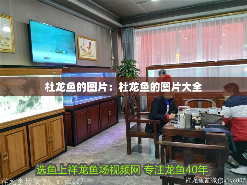 杜龍魚的圖片：杜龍魚的圖片大全