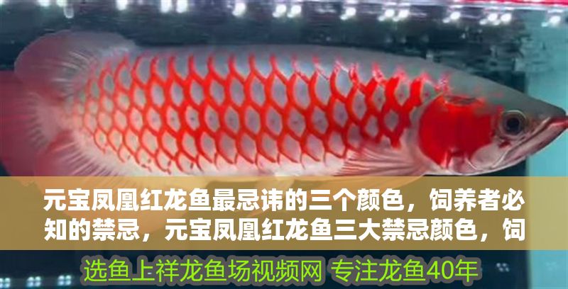 元寶鳳凰紅龍魚最忌諱的三個顏色，飼養者必知的禁忌，元寶鳳凰紅龍魚三大禁忌顏色，飼養者必知避坑指南