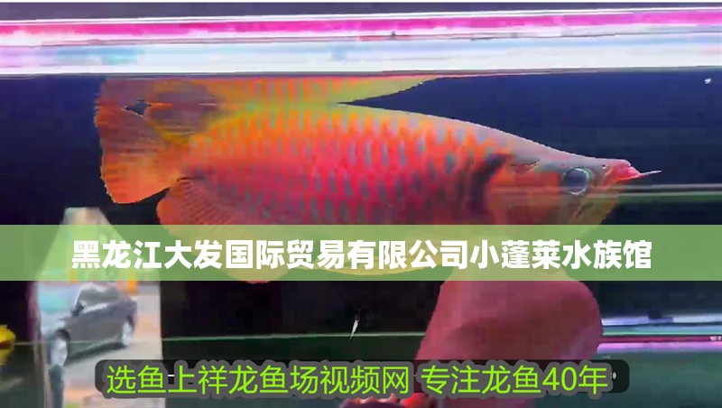 黑龍江大發(fā)國(guó)際貿(mào)易有限公司小蓬萊水族館