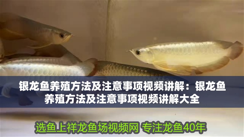 銀龍魚養殖方法及注意事項視頻講解：銀龍魚養殖方法及注意事項視頻講解大全
