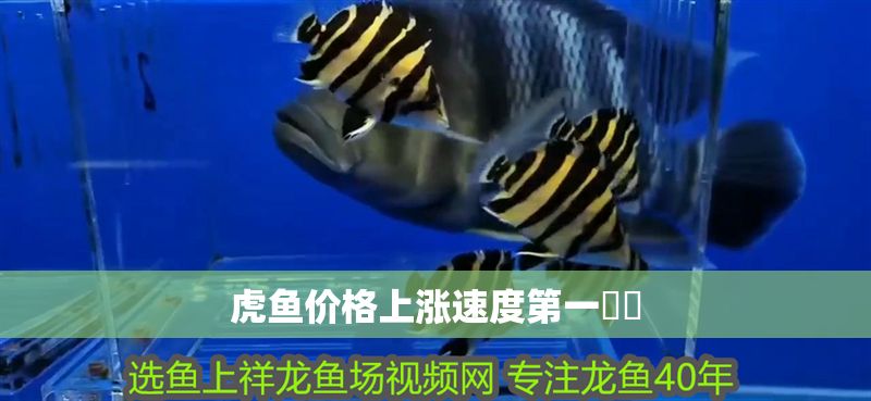 虎魚(yú)價(jià)格上漲速度第一??