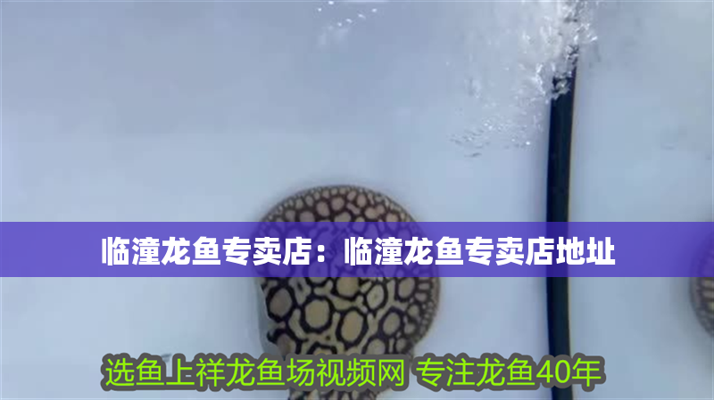 臨潼龍魚專賣店：臨潼龍魚專賣店地址