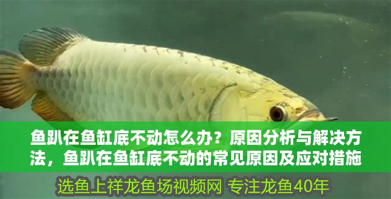 魚趴在魚缸底不動怎么辦？原因分析與解決方法，魚趴在魚缸底不動的常見原因及應對措施