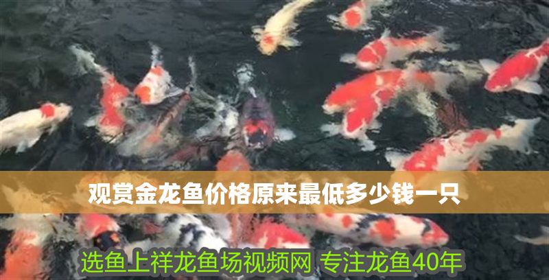 觀(guān)賞金龍魚(yú)價(jià)格原來(lái)最低多少錢(qián)一只