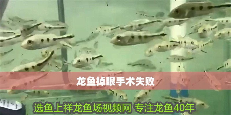 龍魚掉眼手術失敗