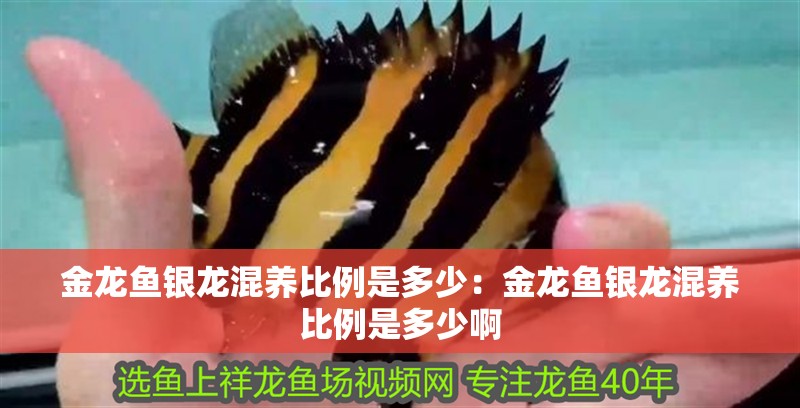 金龍魚銀龍混養比例是多少：金龍魚銀龍混養比例是多少啊