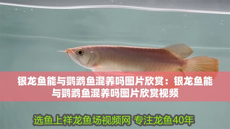 銀龍魚能與鸚鵡魚混養嗎圖片欣賞：銀龍魚能與鸚鵡魚混養嗎圖片欣賞視頻
