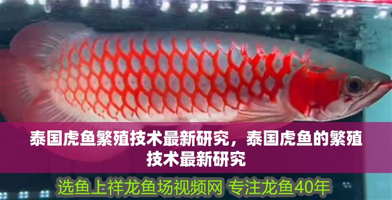 泰國虎魚繁殖技術最新研究，泰國虎魚的繁殖技術最新研究