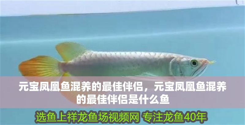 元寶鳳凰魚混養的最佳伴侶，元寶鳳凰魚混養的最佳伴侶是什么魚