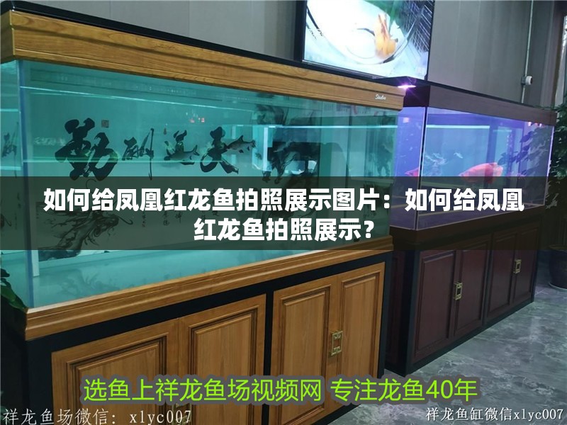 如何給鳳凰紅龍魚拍照展示圖片：如何給鳳凰紅龍魚拍照展示？