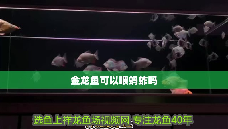 金龍魚可以喂螞蚱嗎