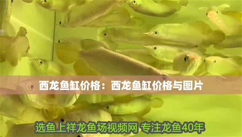 西龍魚缸價格：西龍魚缸價格與圖片