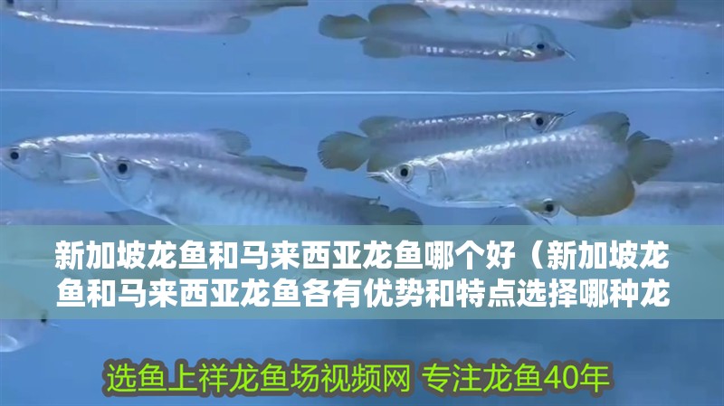 新加坡龍魚和馬來西亞龍魚哪個好（新加坡龍魚和馬來西亞龍魚各有優(yōu)勢和特點選擇哪種龍魚更好）