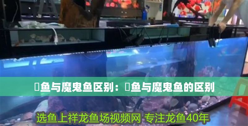 魟魚與魔鬼魚區(qū)別：魟魚與魔鬼魚的區(qū)別