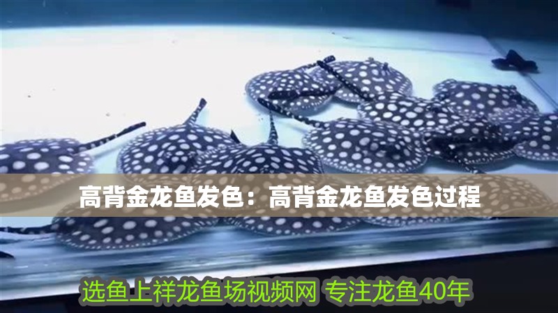 高背金龍魚發色：高背金龍魚發色過程