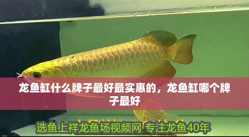 龍魚缸什么牌子最好最實惠的，龍魚缸哪個牌子最好