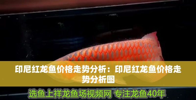 印尼紅龍魚價格走勢分析：印尼紅龍魚價格走勢分析圖