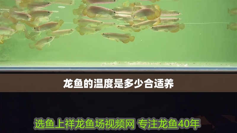 龍魚的溫度是多少合適養