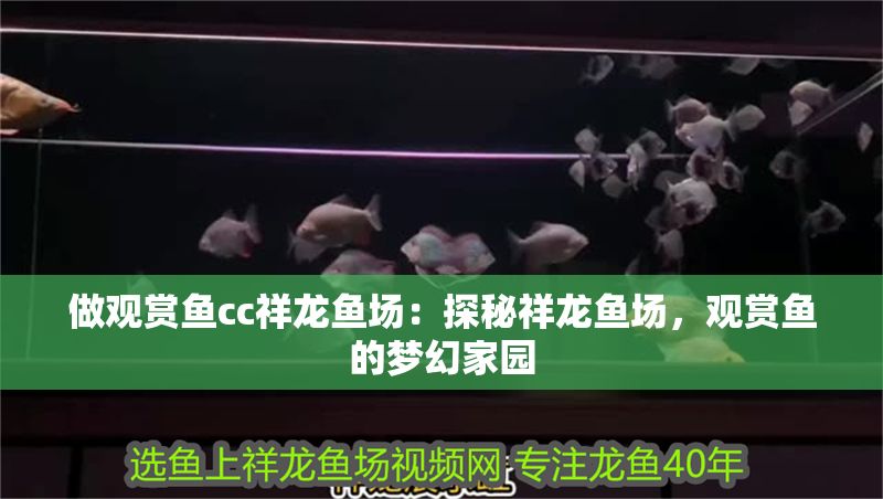 做觀賞魚cc祥龍魚場：探秘祥龍魚場，觀賞魚的夢幻家園