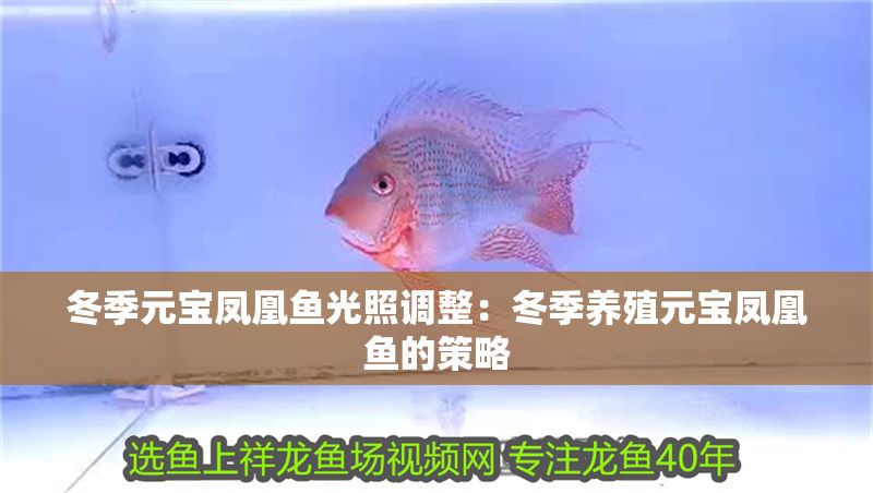 冬季元寶鳳凰魚光照調整：冬季養殖元寶鳳凰魚的策略