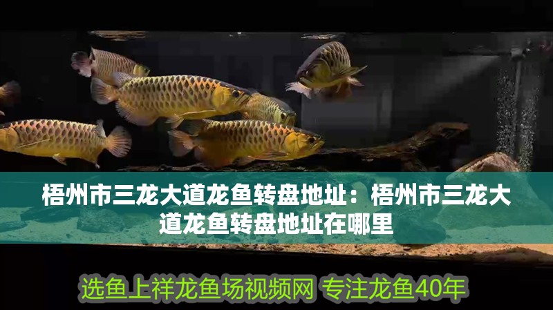 梧州市三龍大道龍魚轉盤地址：梧州市三龍大道龍魚轉盤地址在哪里