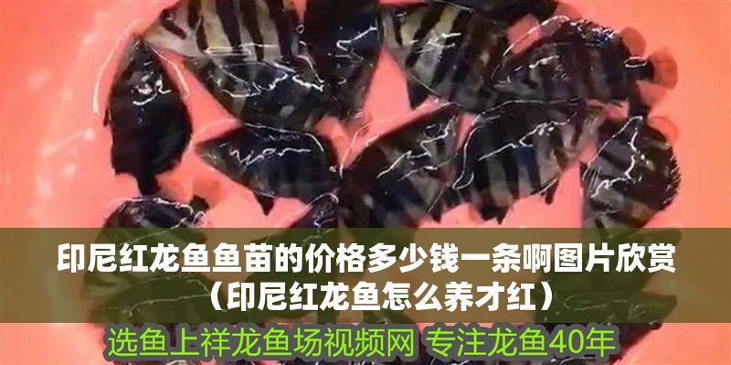 印尼紅龍魚魚苗的價格多少錢一條啊圖片欣賞（印尼紅龍魚怎么養(yǎng)才紅）