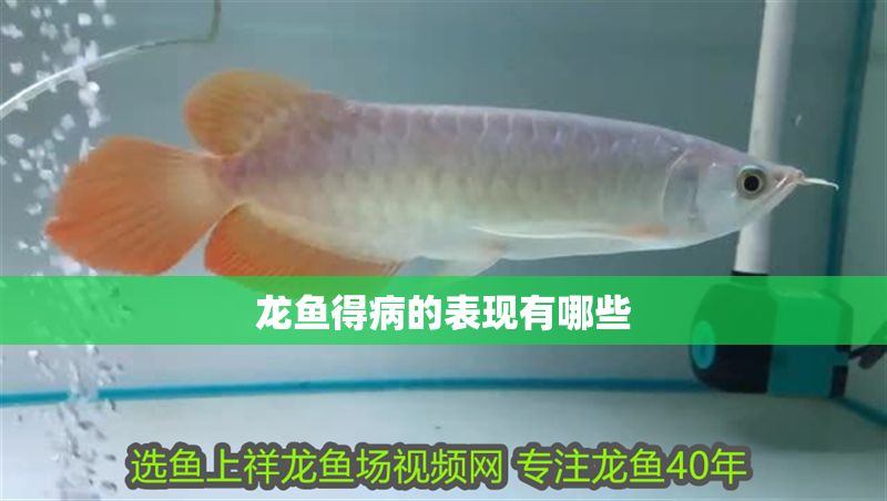龍魚得病的表現有哪些
