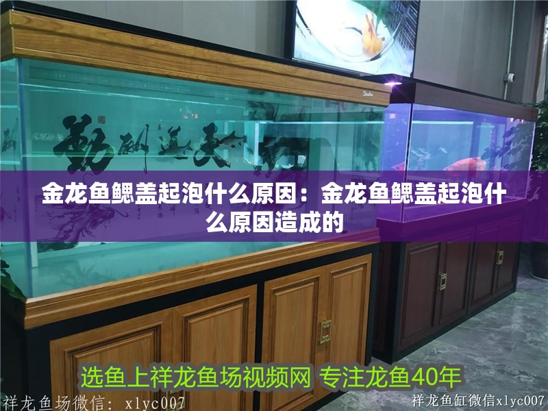 金龍魚鰓蓋起泡什么原因：金龍魚鰓蓋起泡什么原因造成的