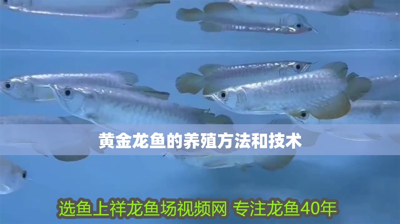 黃金龍魚的養殖方法和技術