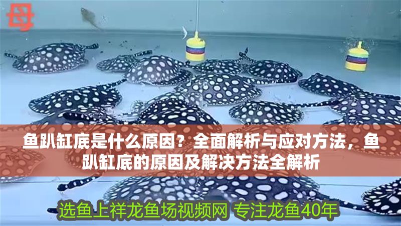 魚趴缸底是什么原因？全面解析與應(yīng)對方法，魚趴缸底的原因及解決方法全解析