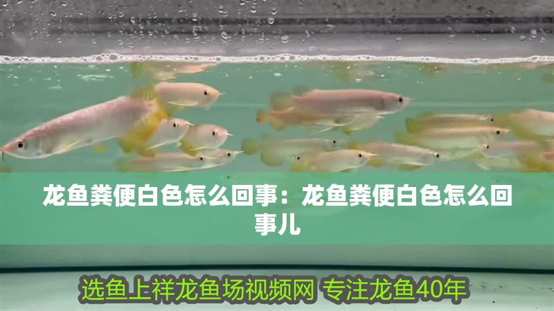 龍魚糞便白色怎么回事：龍魚糞便白色怎么回事兒