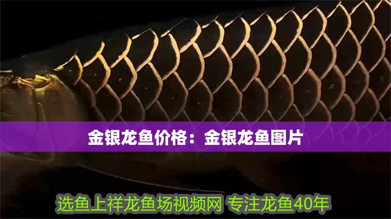 金銀龍魚價格：金銀龍魚圖片