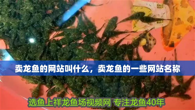 賣龍魚的網站叫什么，賣龍魚的一些網站名稱