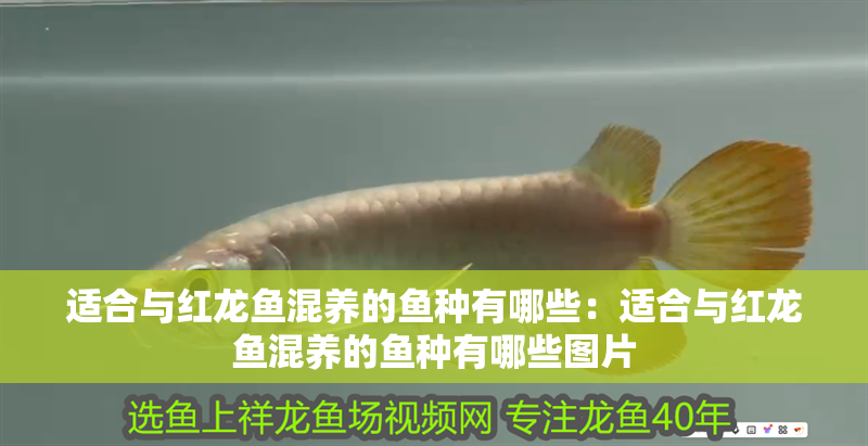 適合與紅龍魚混養(yǎng)的魚種有哪些：適合與紅龍魚混養(yǎng)的魚種有哪些圖片