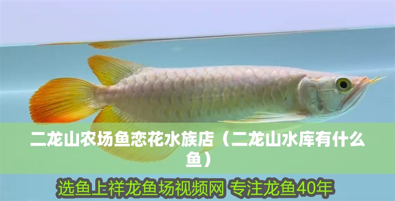 二龍山農場魚戀花水族店（二龍山水庫有什么魚）
