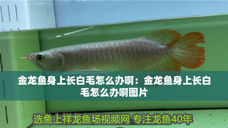金龍魚身上長白毛怎么辦啊：金龍魚身上長白毛怎么辦啊圖片