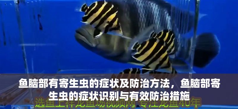 魚腦部有寄生蟲的癥狀及防治方法，魚腦部寄生蟲的癥狀識別與有效防治措施