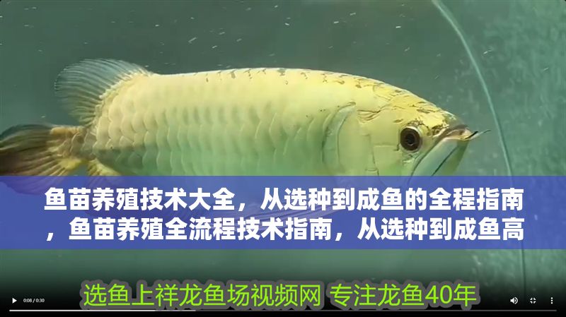 魚苗養殖技術大全，從選種到成魚的全程指南，魚苗養殖全流程技術指南，從選種到成魚高效培育