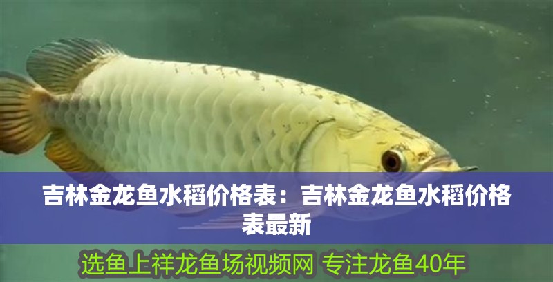 吉林金龍魚水稻價格表：吉林金龍魚水稻價格表最新