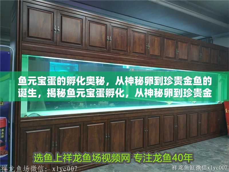 魚元寶蛋的孵化奧秘，從神秘卵到珍貴金魚的誕生，揭秘魚元寶蛋孵化，從神秘卵到珍貴金魚的蛻變之旅