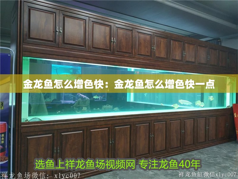 金龍魚怎么增色快：金龍魚怎么增色快一點(diǎn)