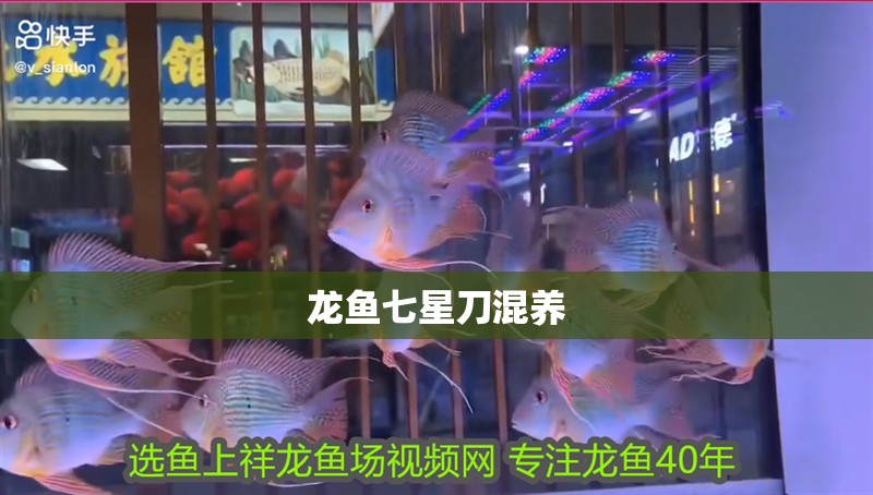 龍魚七星刀混養