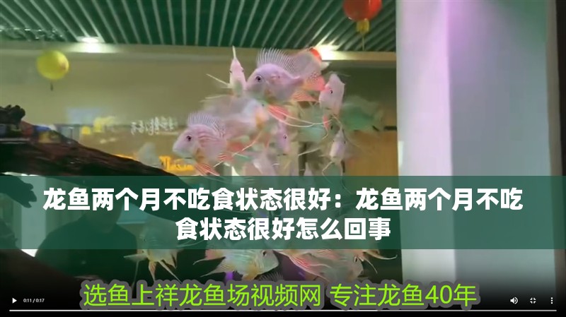 龍魚兩個月不吃食狀態(tài)很好：龍魚兩個月不吃食狀態(tài)很好怎么回事